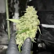 Pheno B Cash Express By Zamnesia