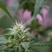 Chem Brulee By Zamnesia Pheno A