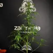 Blueberry  Muffin by Zamnesia Pheno A