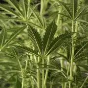 Cosmic Noodles a Zamnesia Dish