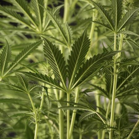 Cosmic Noodles a Zamnesia Dish