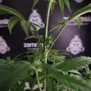 LSD Zamnesia Trippping