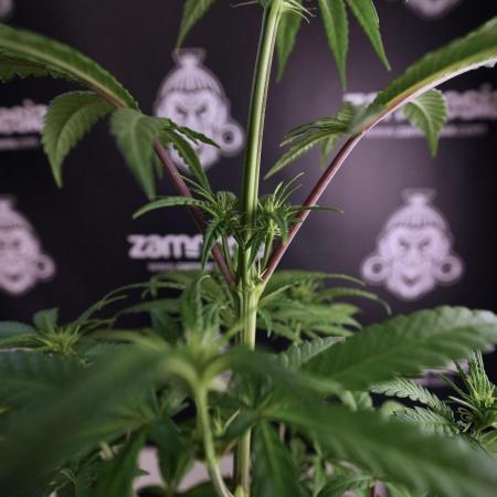 LSD Zamnesia Trippping