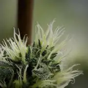 Pheno B Blue Waffle  F1 Zamnesia