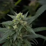 Pheno B Cash Express By Zamnesia