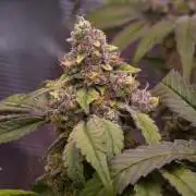 Blue Waffle F1 Zamnesia Pheno A