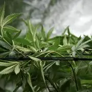 Pheno B Pickle Lemon Haze F1 Zamnesia