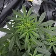 Amnesia Haze Auto by Zamnesia Pheno A