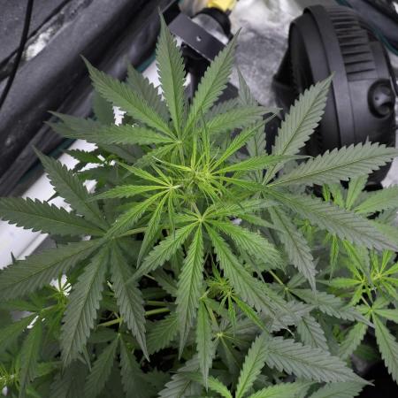Amnesia Haze Auto by Zamnesia Pheno A