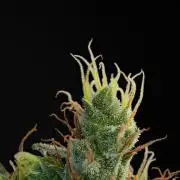 Candy Rain Auto By Zamnesia