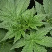 Frosted Guava Auto By Zamnesia Pheno A
