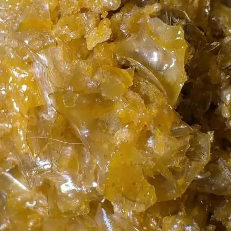 The one Mango Kush – Zamnesia Seeds