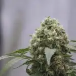 The Classic Super Silver Haze @Zamnesia