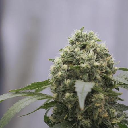 The Classic Super Silver Haze @Zamnesia