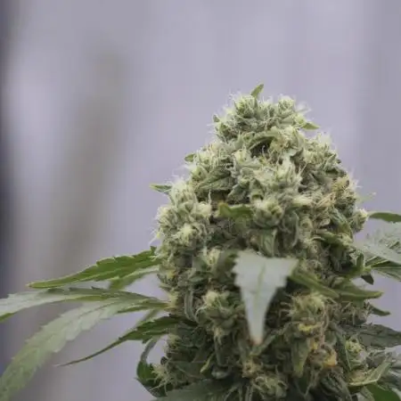 The Classic Super Silver Haze @Zamnesia