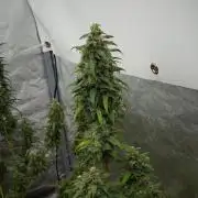Chem Brulee By Zamnesia Pheno A