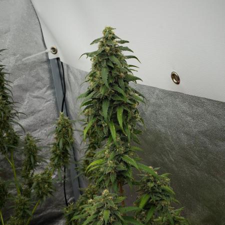 Chem Brulee By Zamnesia Pheno A