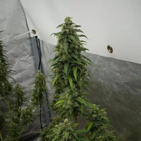 Chem Brulee By Zamnesia Pheno A