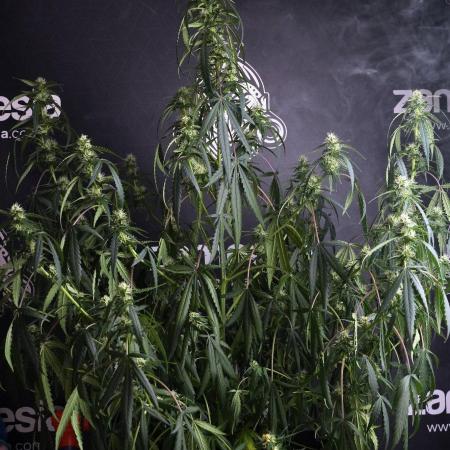 Purple CousKush Auto By Zamnesia Pheno A