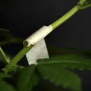 Pheno B God father OG By Zamnesia
