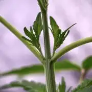 Catching The Ghost Train Haze @ Zamnesia