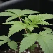 Chem Brulee By Zamnesia Pheno A