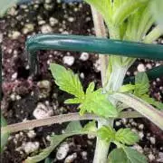 TicaL X Zamnesia-NectarDrip pack#268/750