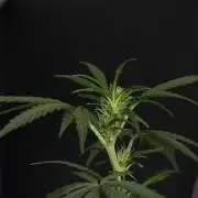 Purple CousKush Auto By Zamnesia Pheno A