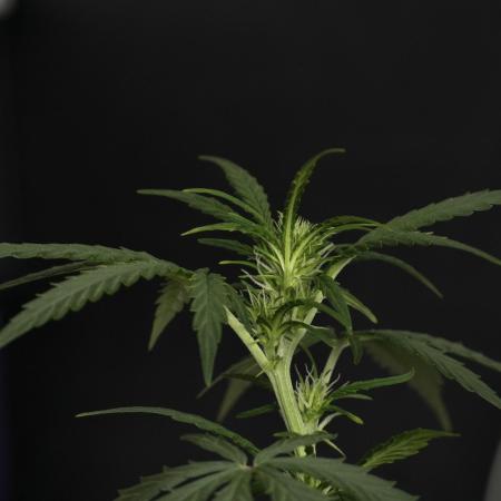 Purple CousKush Auto By Zamnesia Pheno A