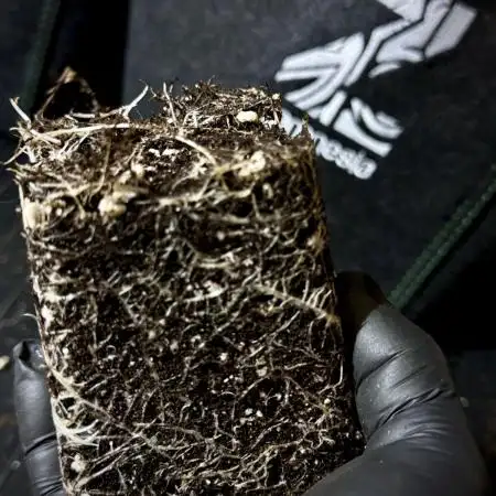 Lava Cake Lava Cake  (Zamnesia Seeds)