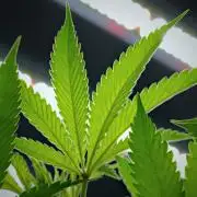 Blue Waffle F1 Zamnesia Pheno A