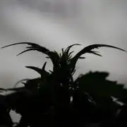 Amnesia Skunk The Zamnesia Way