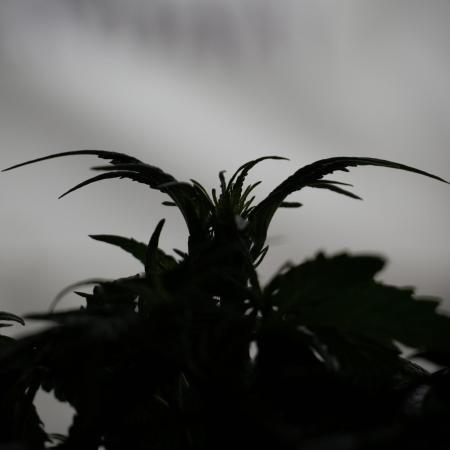 Amnesia Skunk The Zamnesia Way