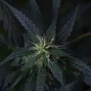 Pheno B Black Diamont Auto By Zamnesia