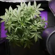 Pheno B Purple Haze By Zamnesia