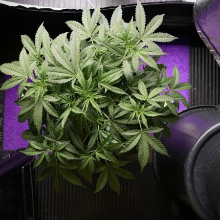 Pheno B Purple Haze By Zamnesia