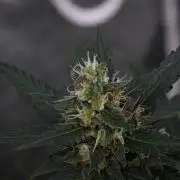 Purple CousKush Auto By Zamnesia Pheno A
