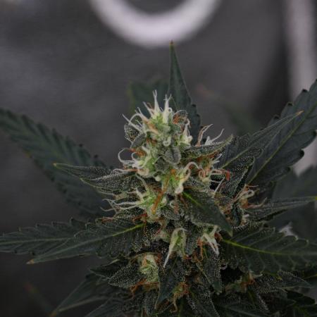 Purple CousKush Auto By Zamnesia Pheno A