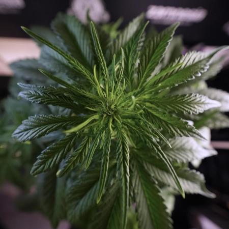 GMO Cookies Served with extra curiosity