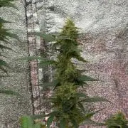 Pheno B God father OG By Zamnesia