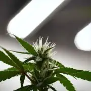 Pheno B Chem Brulee By Zamnesia