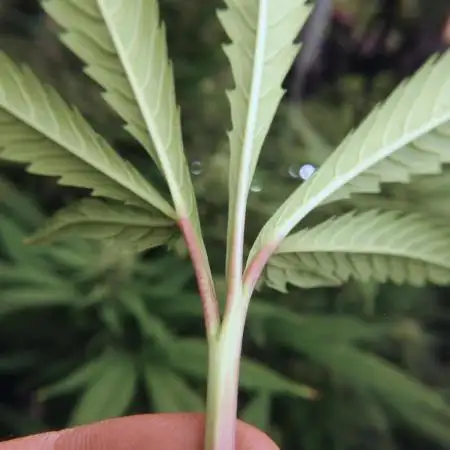 Lets do Gelonade by Zamnesia Seeds