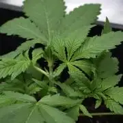 Purple CousKush Auto By Zamnesia Pheno A