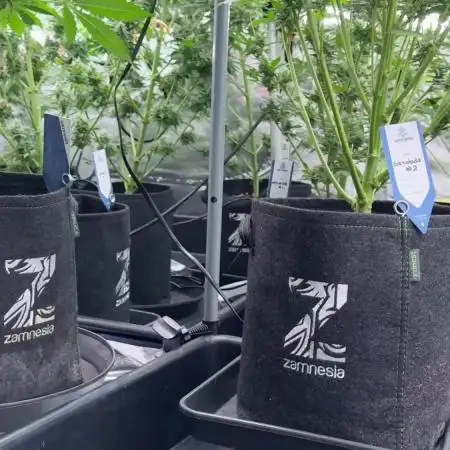 The one Mango Kush – Zamnesia Seeds