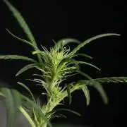 Pheno B Black Diamont Auto By Zamnesia