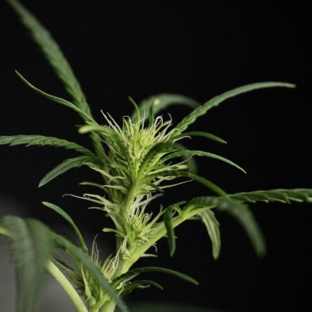 Pheno B Black Diamont Auto By Zamnesia