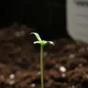 Candy Rain Auto By Zamnesia