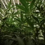 TicaL X Zamnesia-NectarDrip pack#268/750