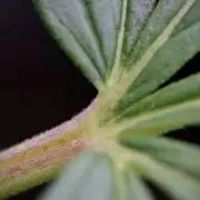 LSD Zamnesia Trippping