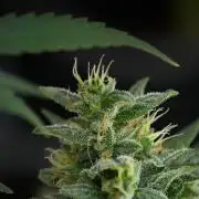 Blueberry Muffin by Zamnesia Pheno A